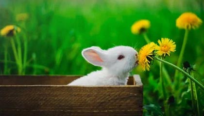 外媒曝安特卫普有意费莱尼 蓬蓬头回比利时效力？